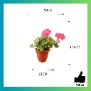 Geranium pink 