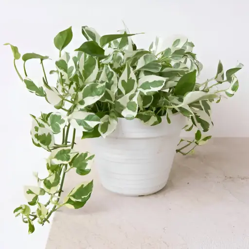Marble money Plant